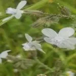 תמונה מטיול ספארי לילה ברמת הגולן